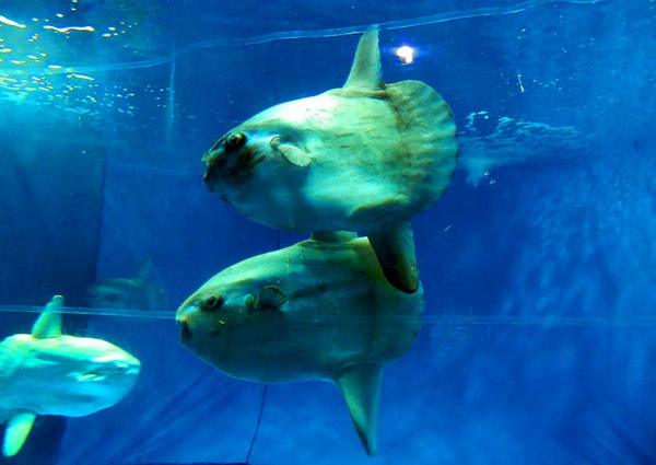 Aquaworld